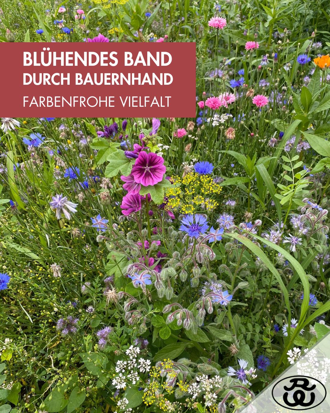 250305_Social Media_Blühendes Band_Ruhe & Weber.jpg