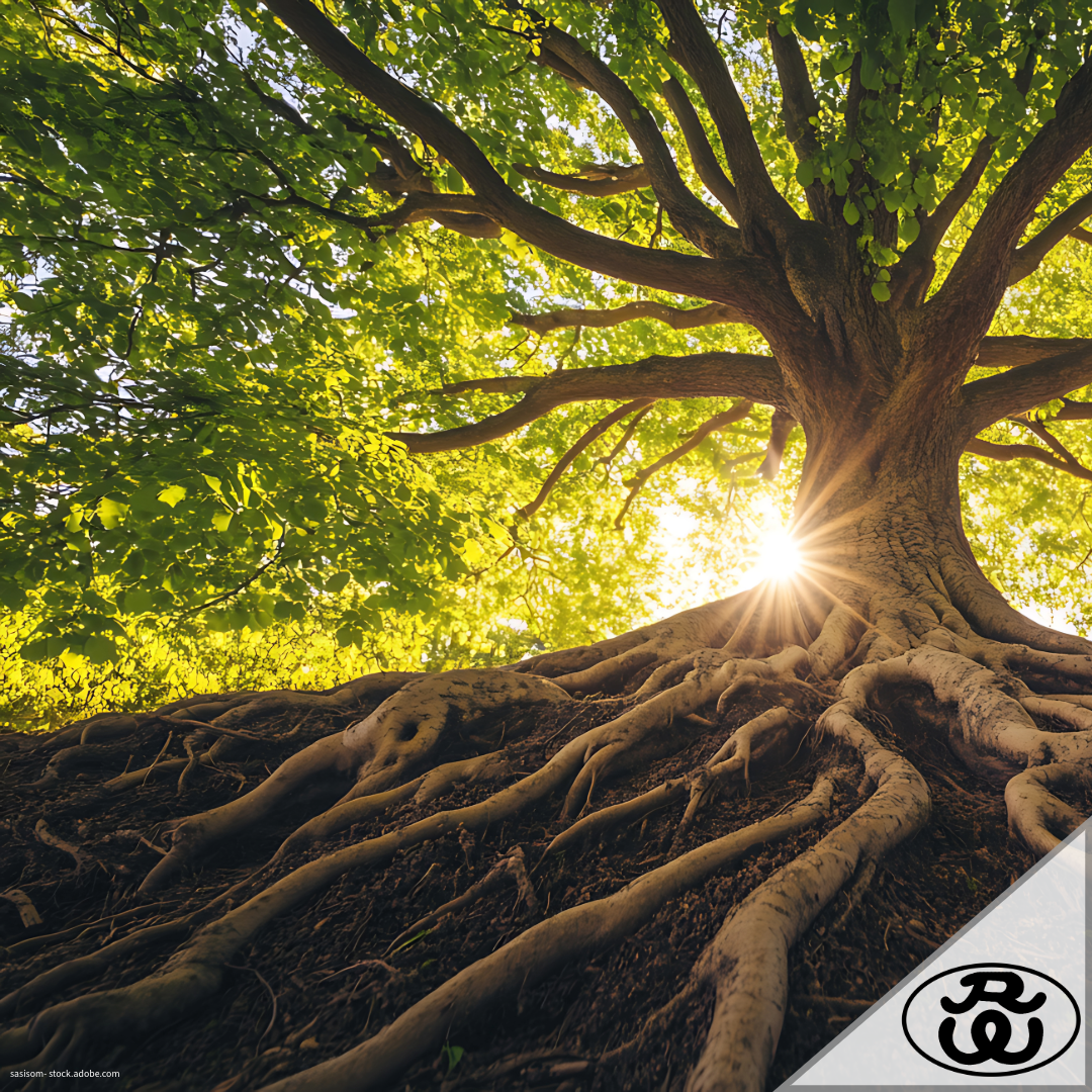 Pflanzdünger mit Wurzelaktivator – Wie Pflanzen von Mykorrhiza und Pflanzenkohle profitieren