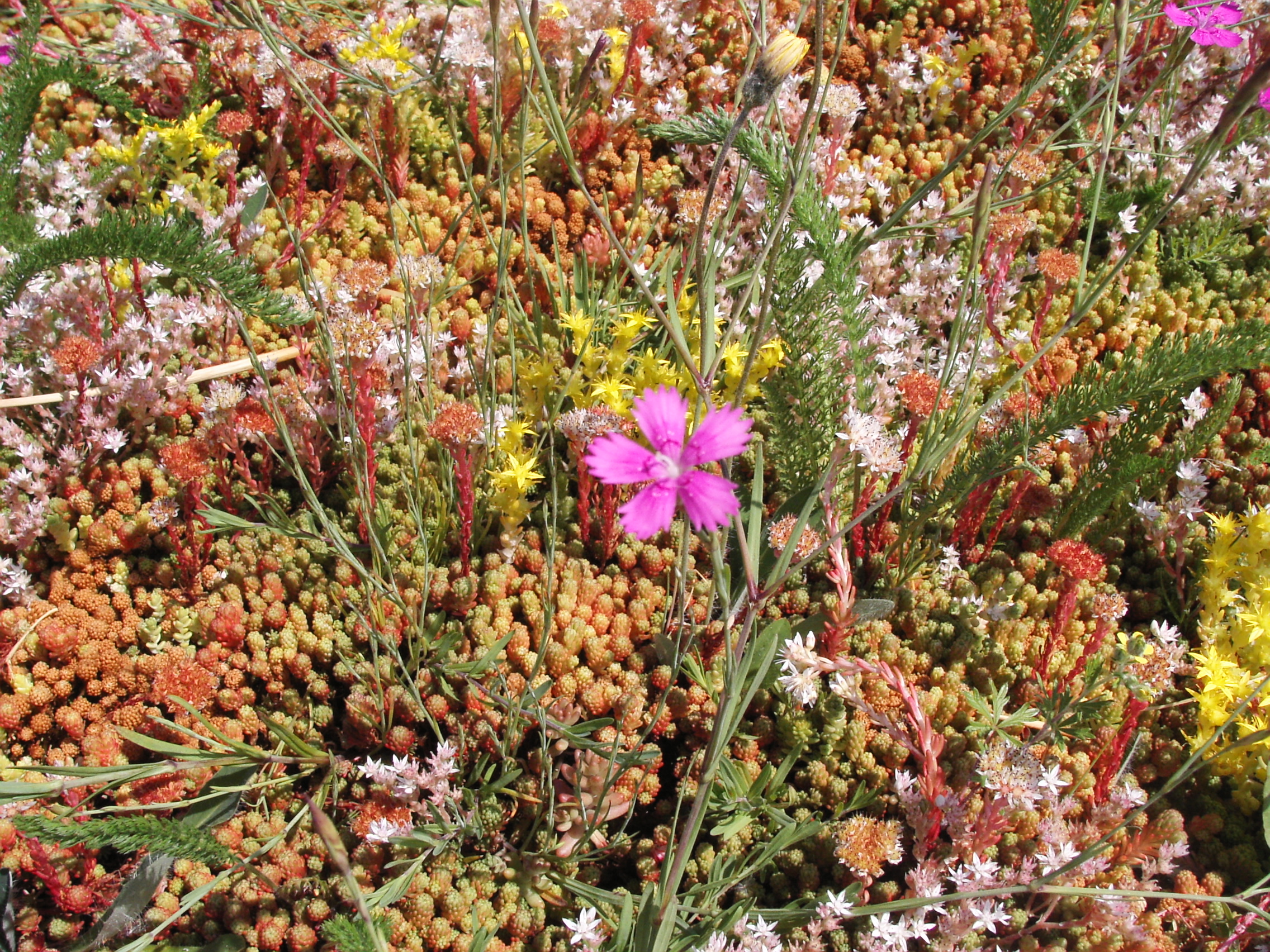 R&W Kräuterflor mit Saathilfe
