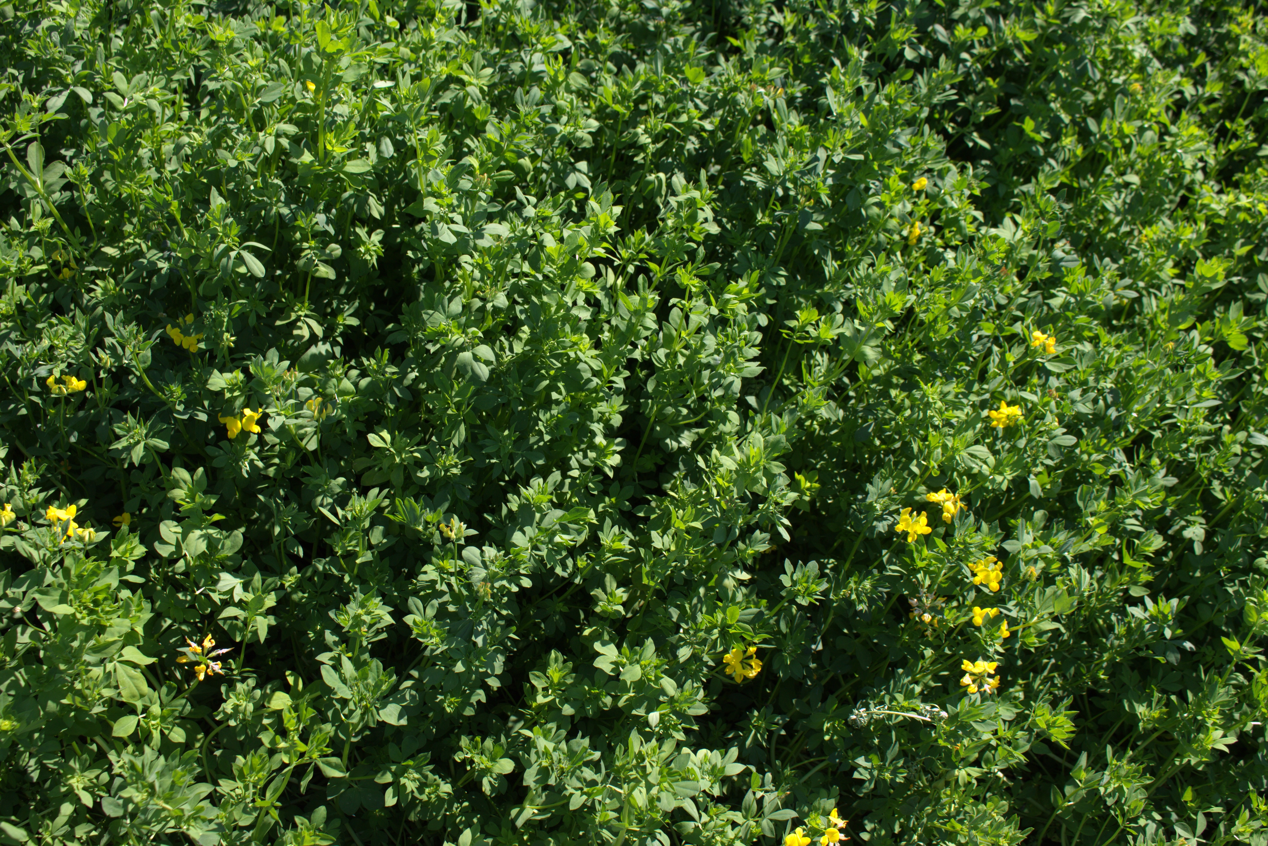 Hornschotenklee (lotus corniculatus ) Hornklee