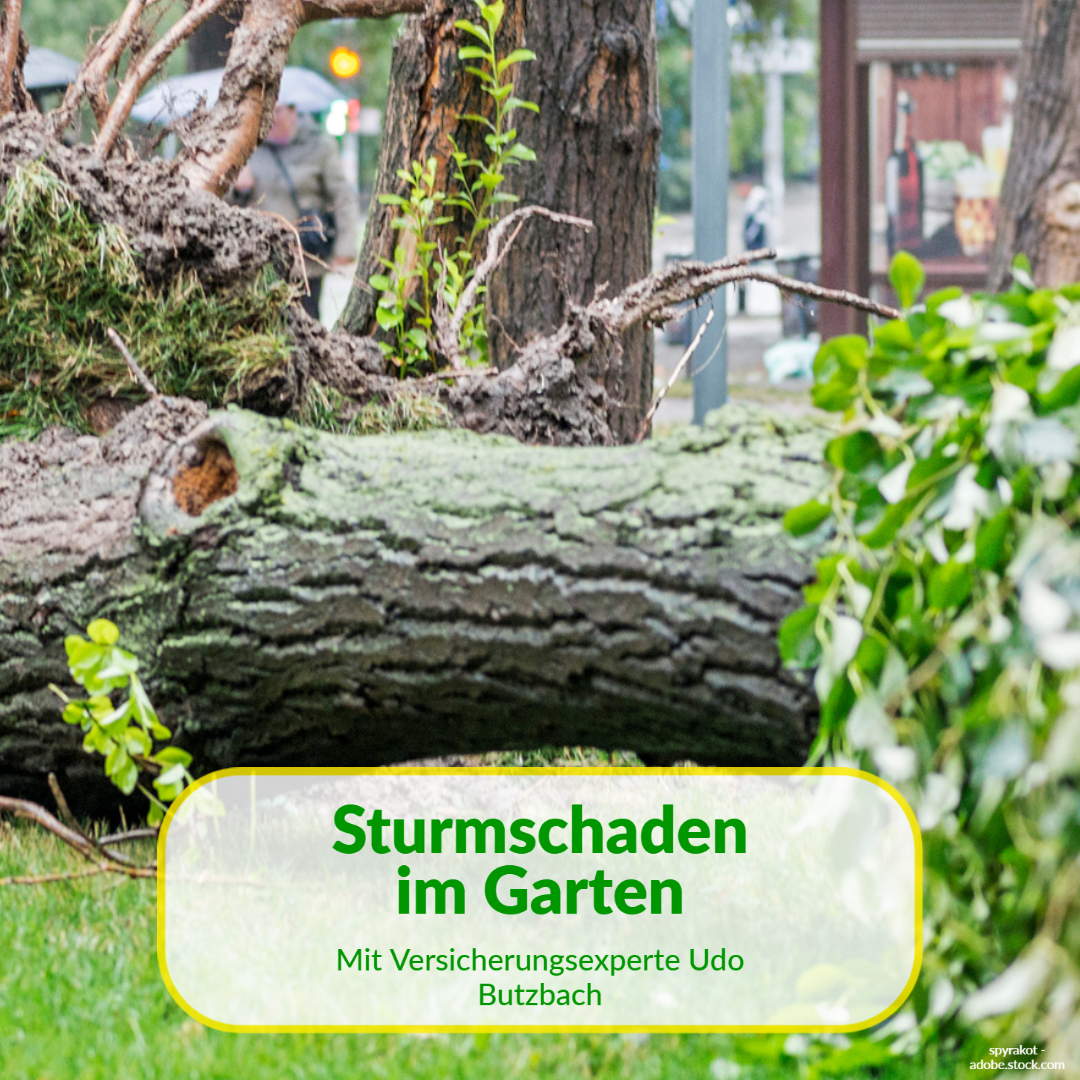 Sturmschaden Baum – Wann sind Bäume bei Sturm versichert?