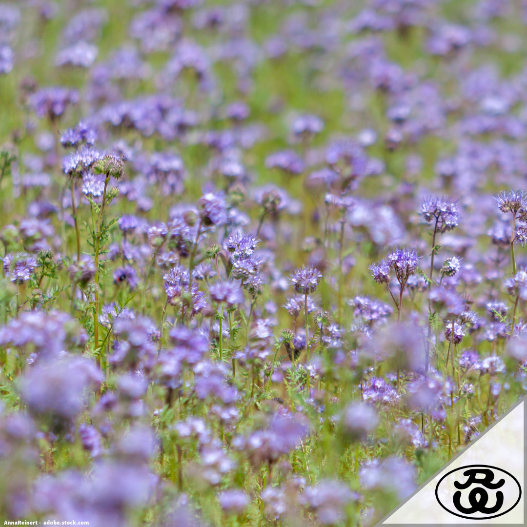 Zwischenfrucht: Alles rund um Bodenfruchtbarkeit, Humusaufbau und nachhaltige Landwirtschaft