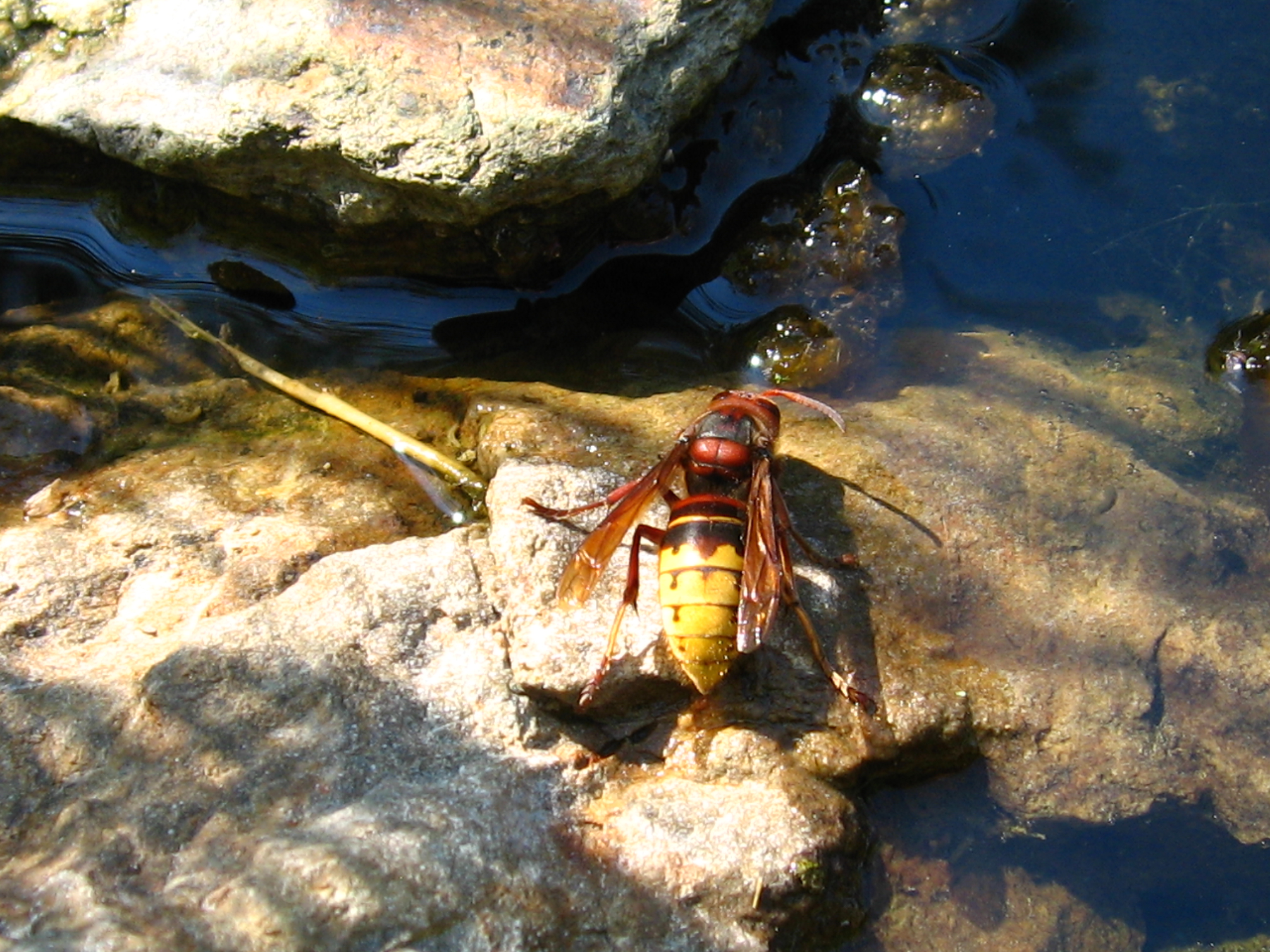 Wasser im Garten – Inspiration und Tipps für Teiche und Wasserspiele
