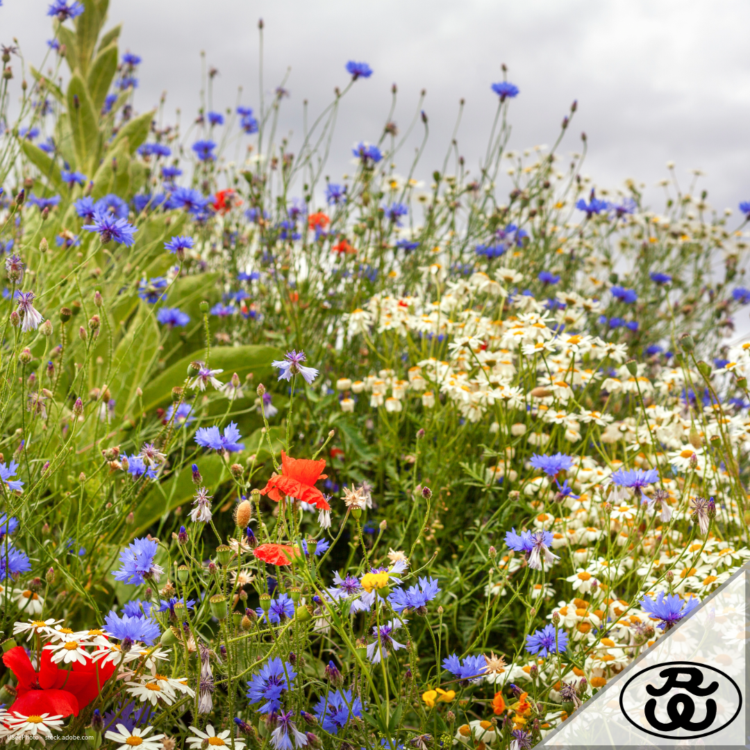 Welches Regiosaatgut für welchen Standort – Dein kompletter Guide für nachhaltiges Gärtnern