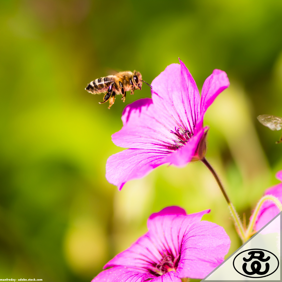 Bienenparadies im eigenen Garten: So legst du eine blühende Bienenwiese an