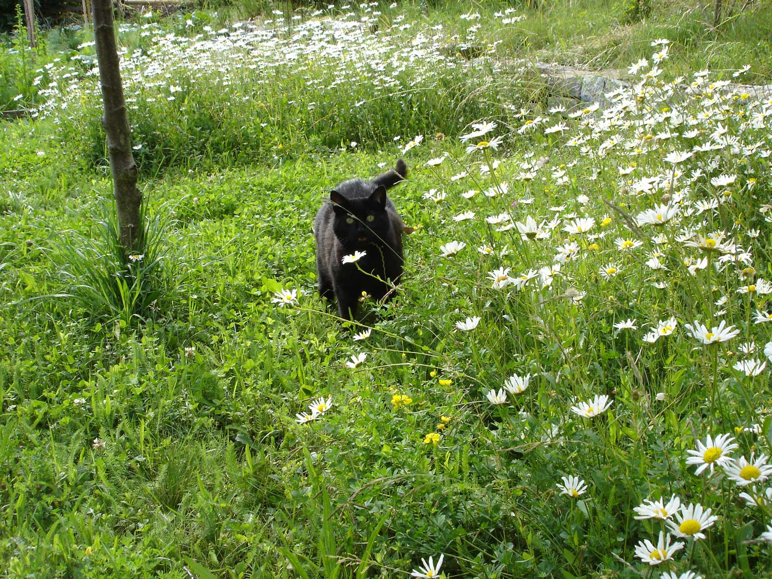 13 Blumenrasen Kräuterrasen - Regiosaatgut