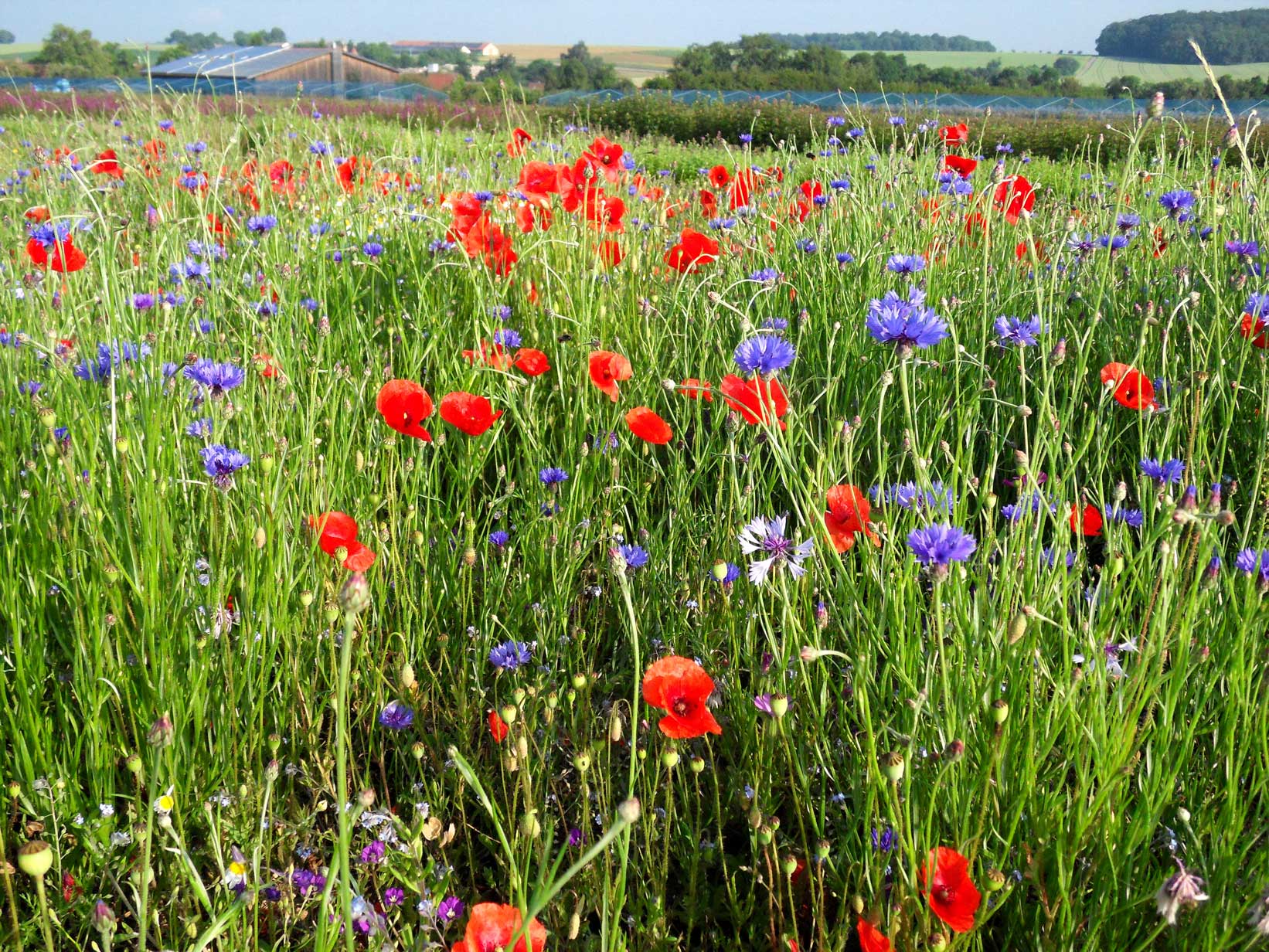 Feldblumenmischung 12 - Regiosaatgut