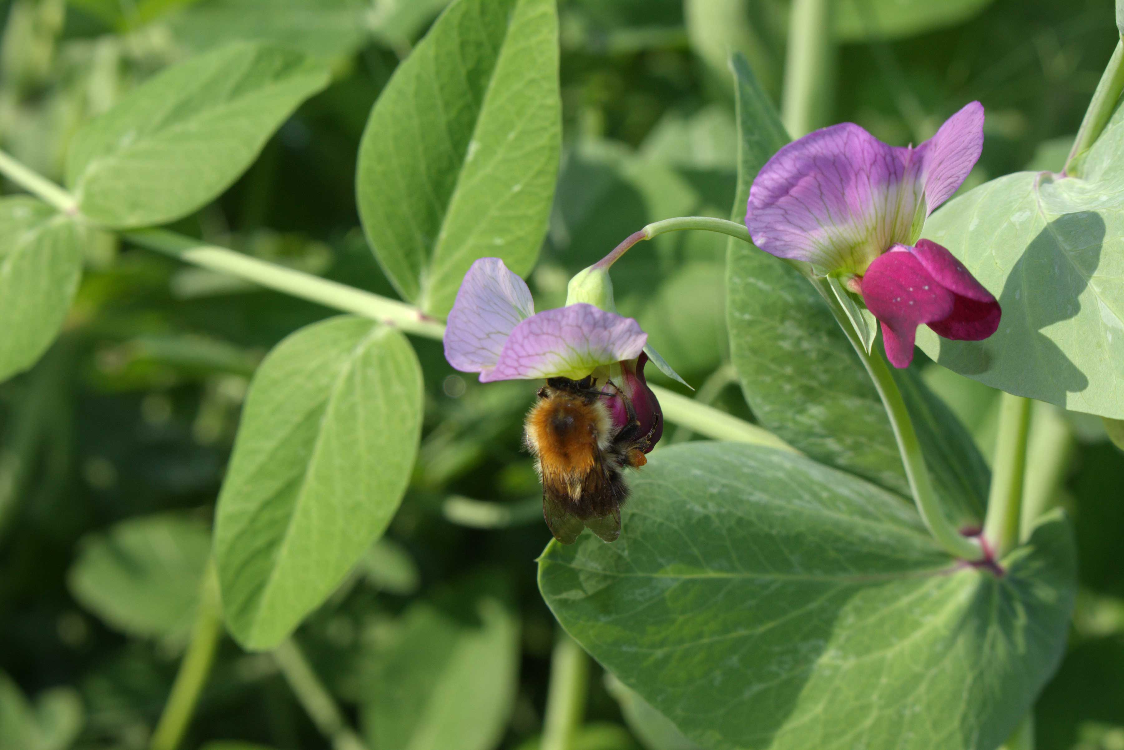 Futter-Saaterbsen (pisum sativum)