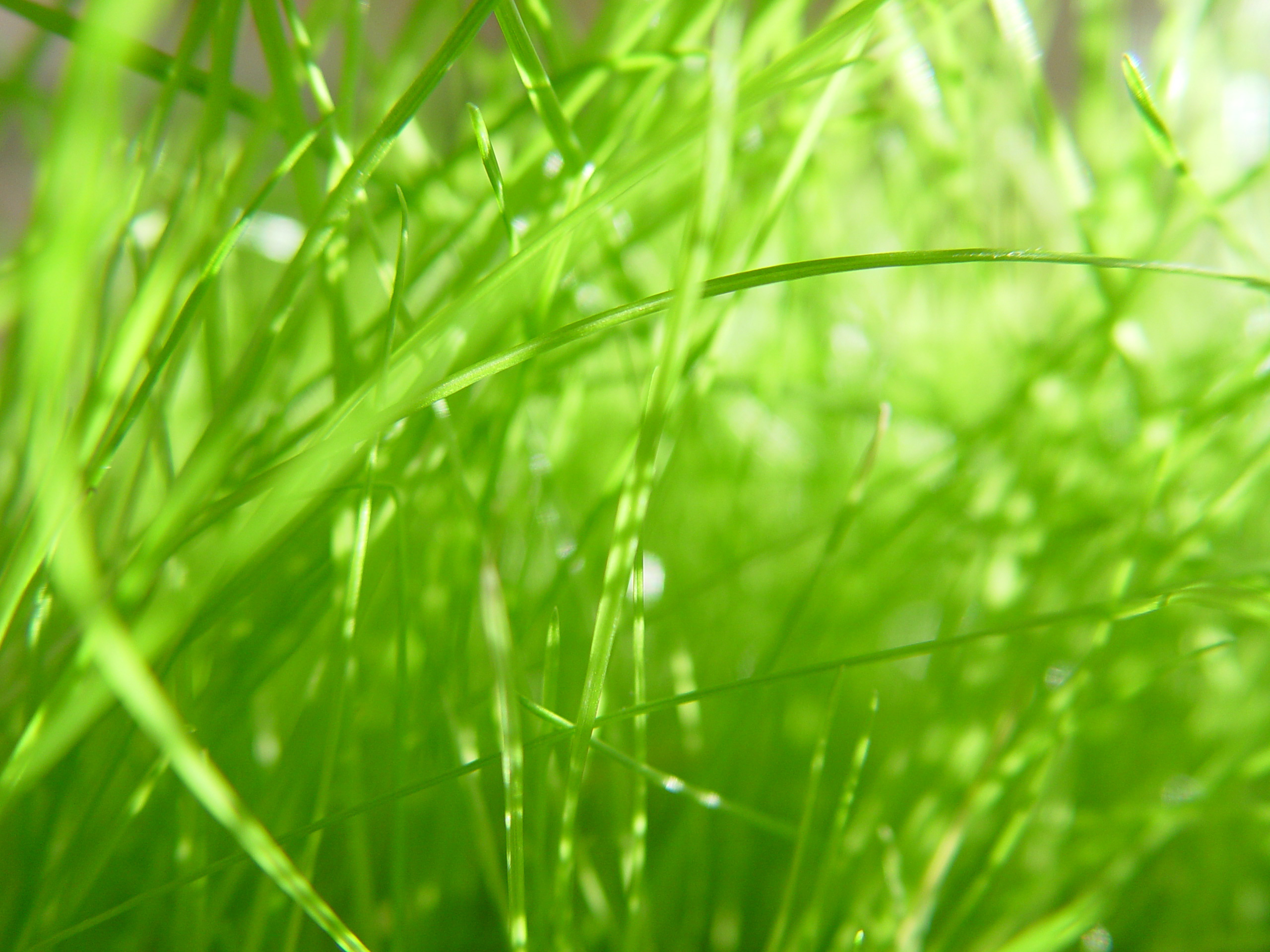 Rasen säen – Anleitung vom Hersteller