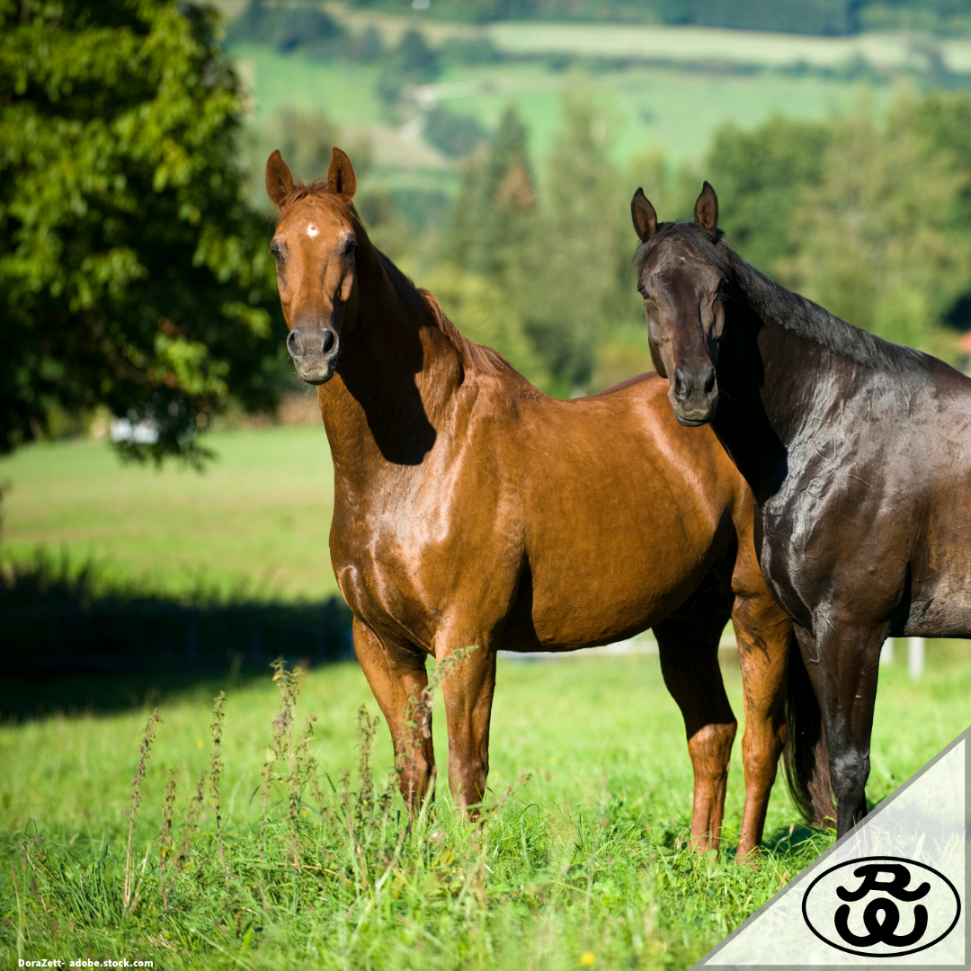 Pferdeweide pflegen Guide: So ermitteln Sie den Ist-Bestand und treffen die richtigen Pflegemaßnahmen