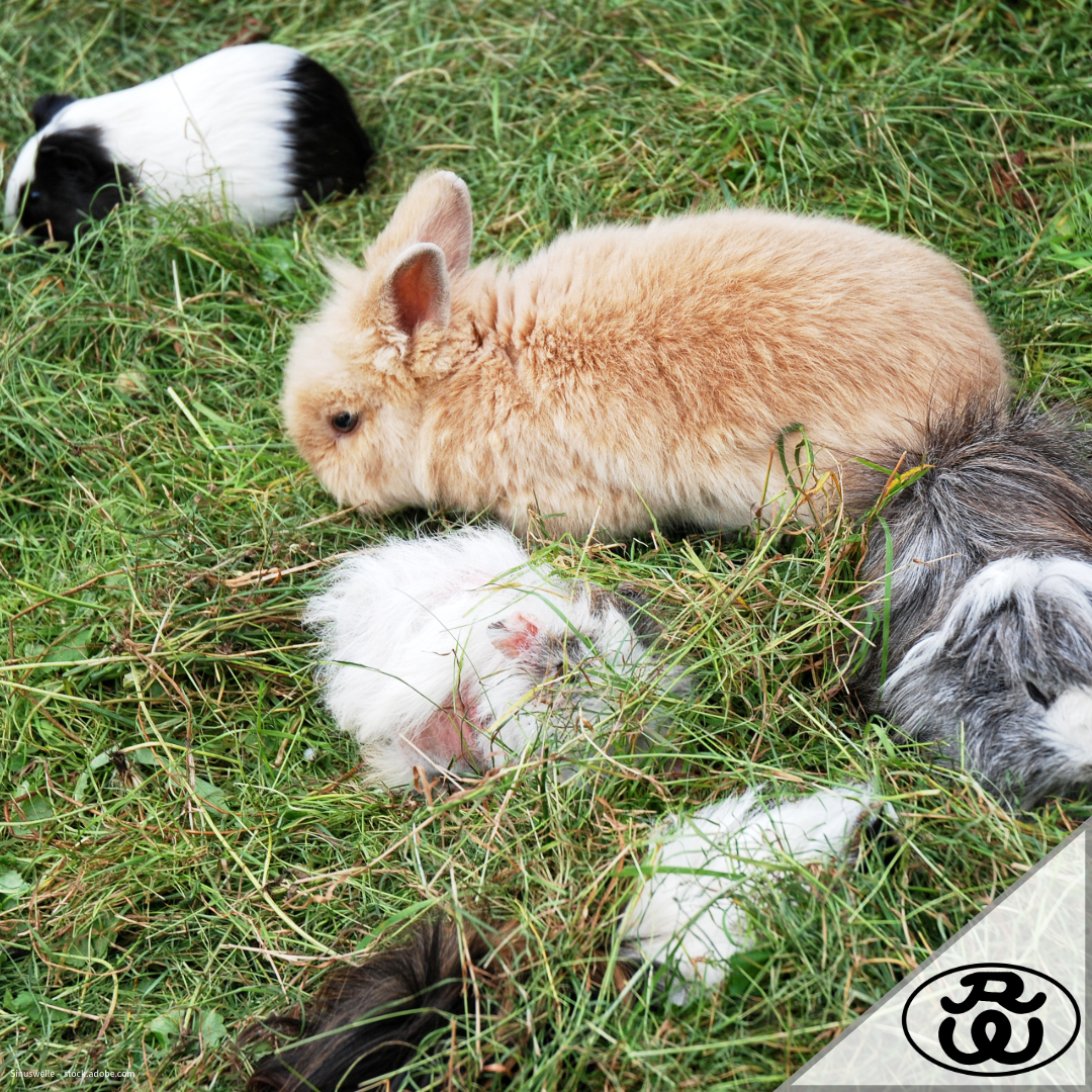 Kaninchen- und Meerschweinchenfutter im Überblick – Ernährung, Wissenschaft und sinnvolle Ergänzungen