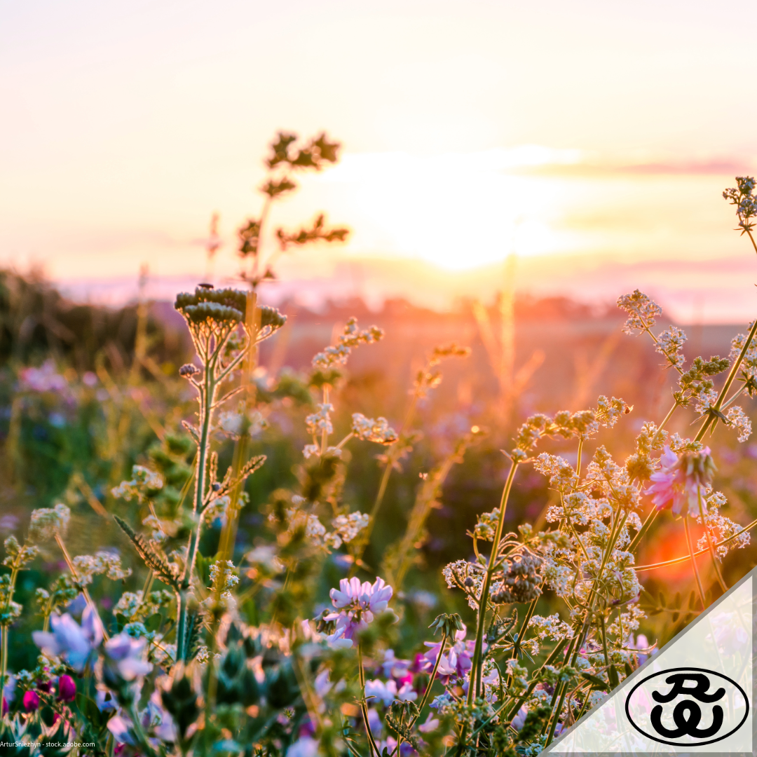 Blumenwiese Herbst: Farbenpracht und Vielfalt der Natur im Spätsommer