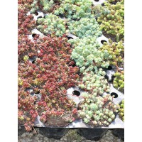 Sedum Flachballen