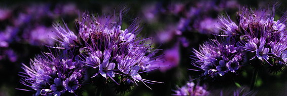 phacelia52d2674997772.jpg