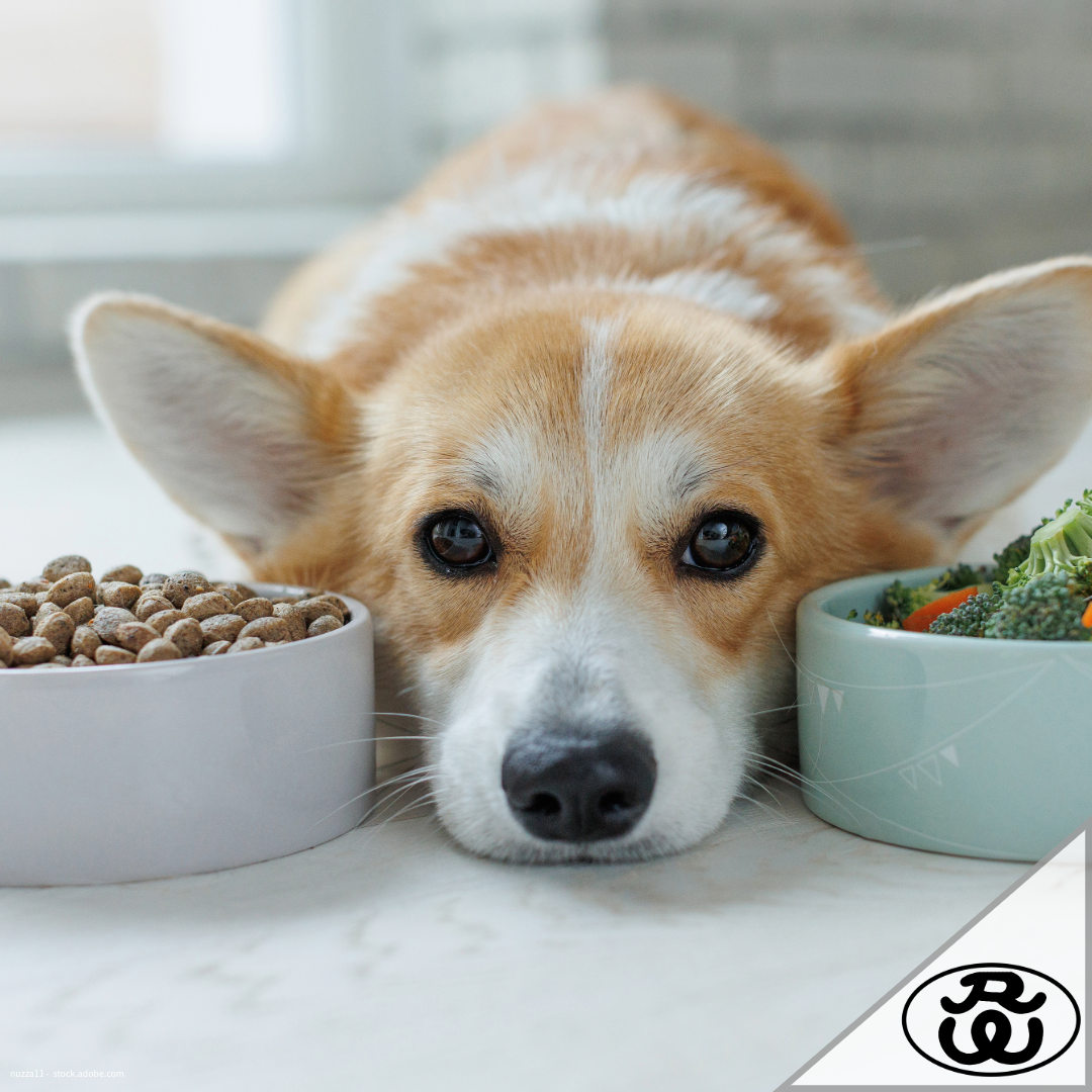 Das richtige Hundefutter wählen – Worauf du wirklich achten solltest [Ratgeber 2025]